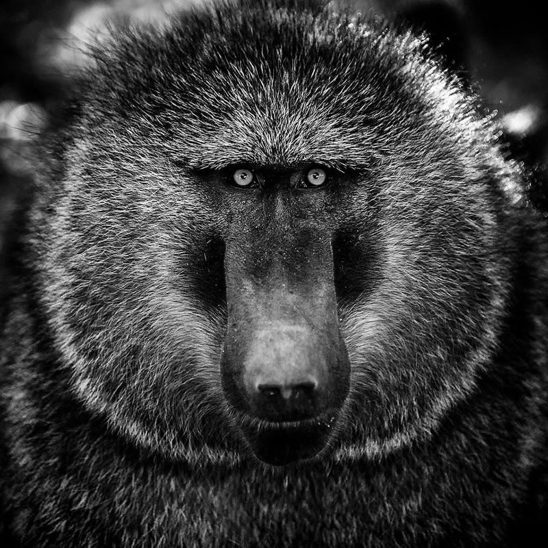 Black and White Wildlife Photography by Laurent Baheux