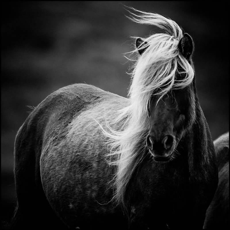 Black and White Wildlife Photography by Laurent Baheux