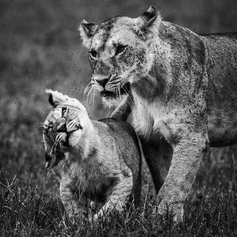 Black and White Wildlife Photography by Laurent Baheux