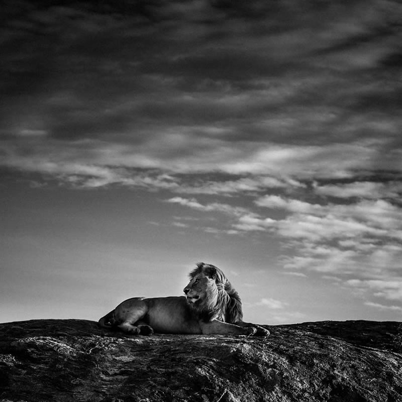 Black and White Wildlife Photography by Laurent Baheux