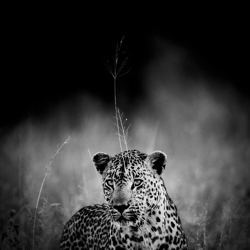 Black and White Wildlife Photography by Laurent Baheux