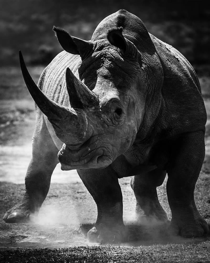 Black and White Wildlife Photography by Laurent Baheux