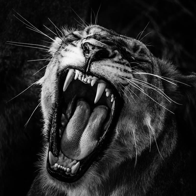 Black and White Wildlife Photography by Laurent Baheux