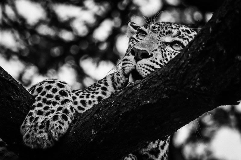 Black and White Wildlife Photography by Laurent Baheux