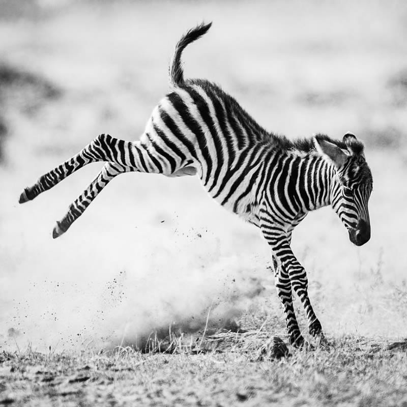 Black and White Wildlife Photography by Laurent Baheux