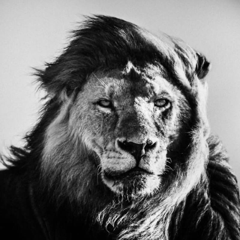 Black and White Wildlife Photography by Laurent Baheux