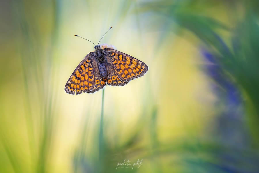 Macro Photos Of Butterflies By Perdita Petzl