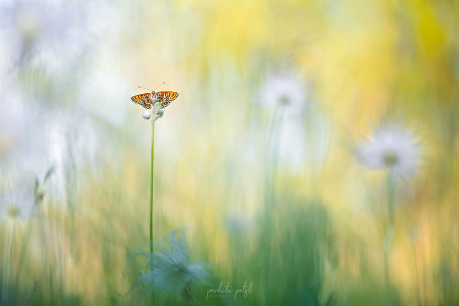 Macro Photos Of Butterflies By Perdita Petzl