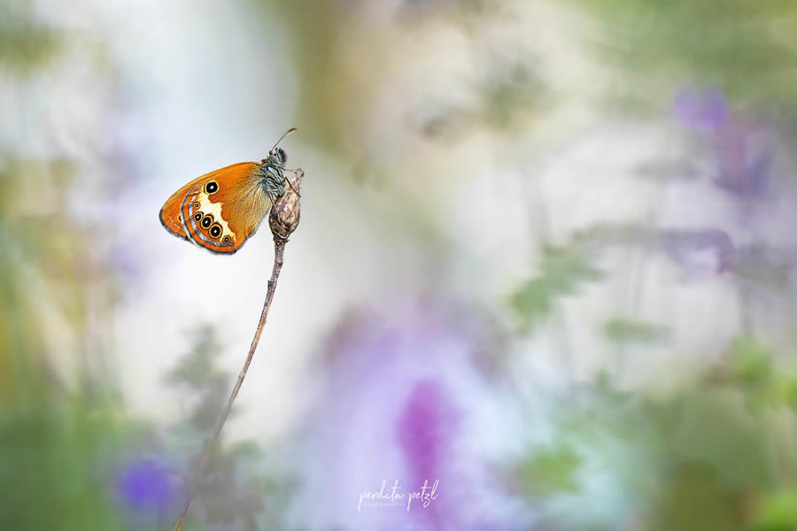 Macro Photos Of Butterflies By Perdita Petzl