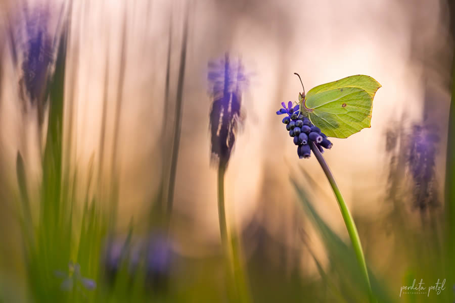 Macro Photos Of Butterflies By Perdita Petzl