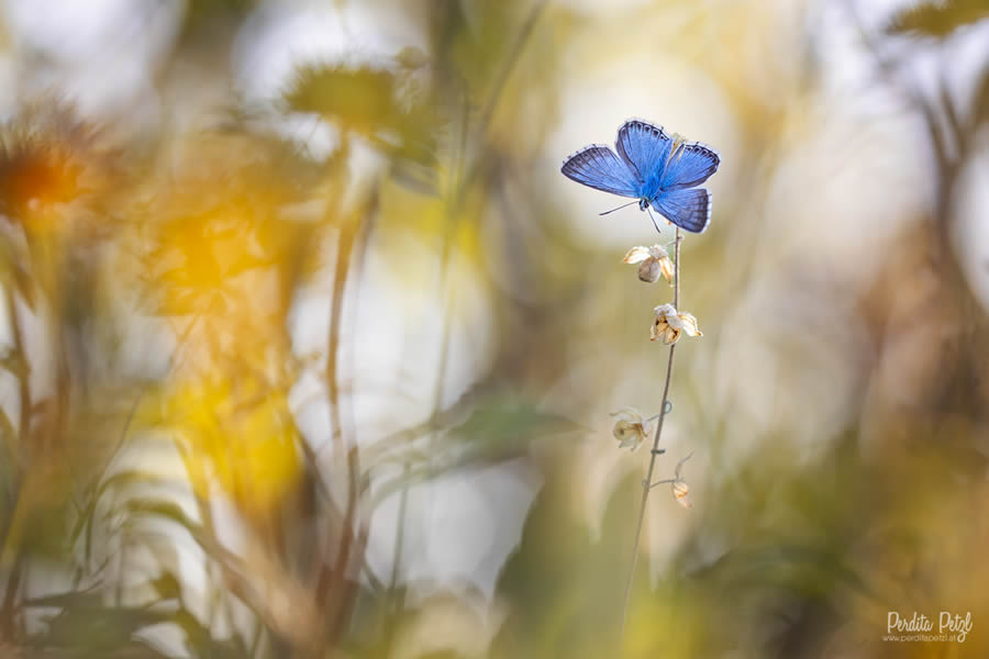 Macro Photos Of Butterflies By Perdita Petzl