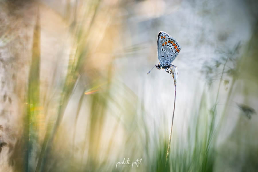 Macro Photos Of Butterflies By Perdita Petzl