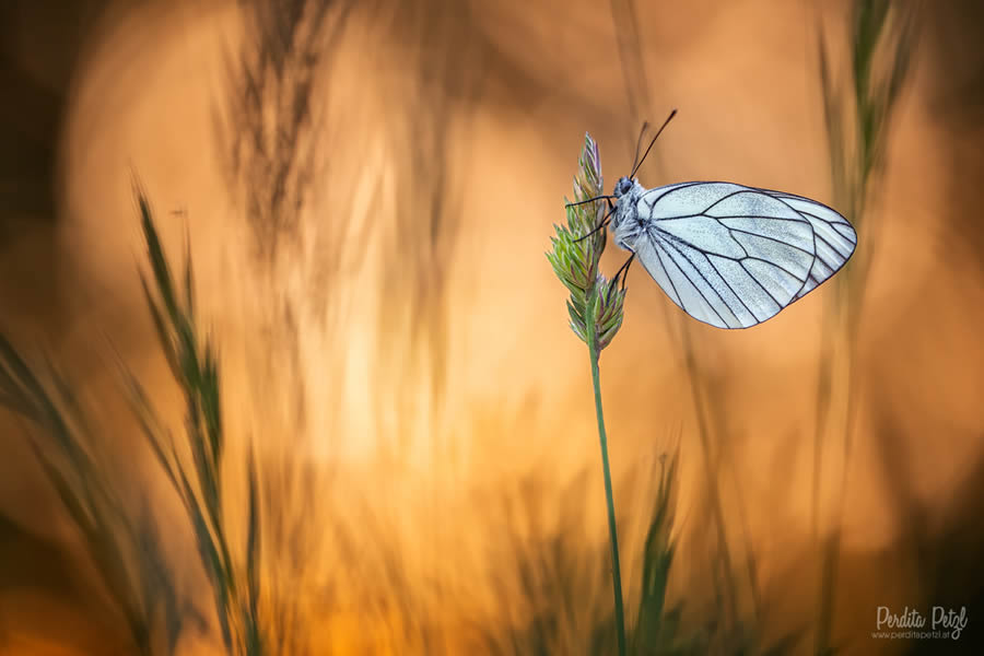 Macro Photos Of Butterflies By Perdita Petzl