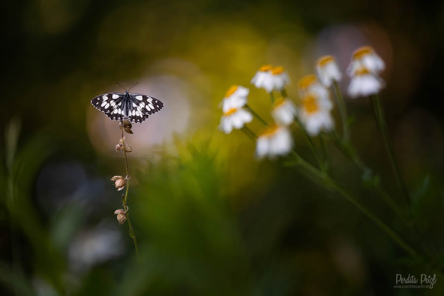 Macro Photos Of Butterflies By Perdita Petzl