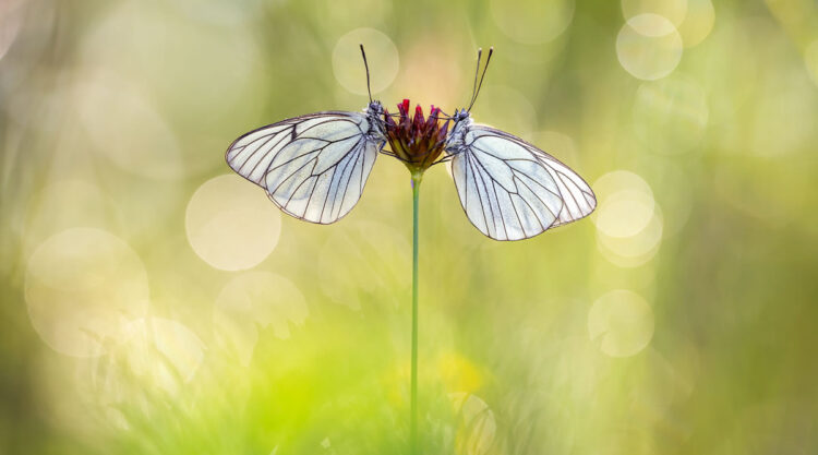 Macro Photos Of Butterflies By Perdita Petzl