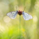 Macro Photos Of Butterflies By Perdita Petzl