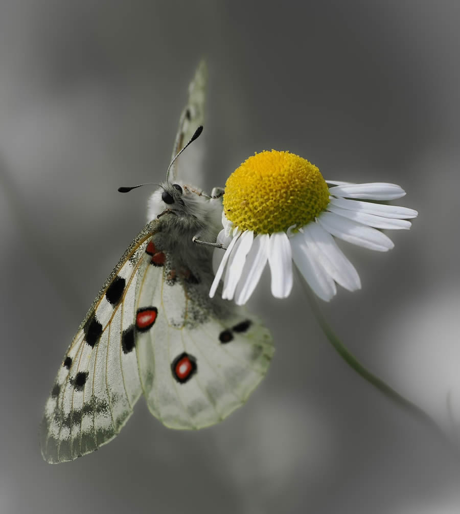 Beautiful Macro Photos Of Butterflies By Tarja