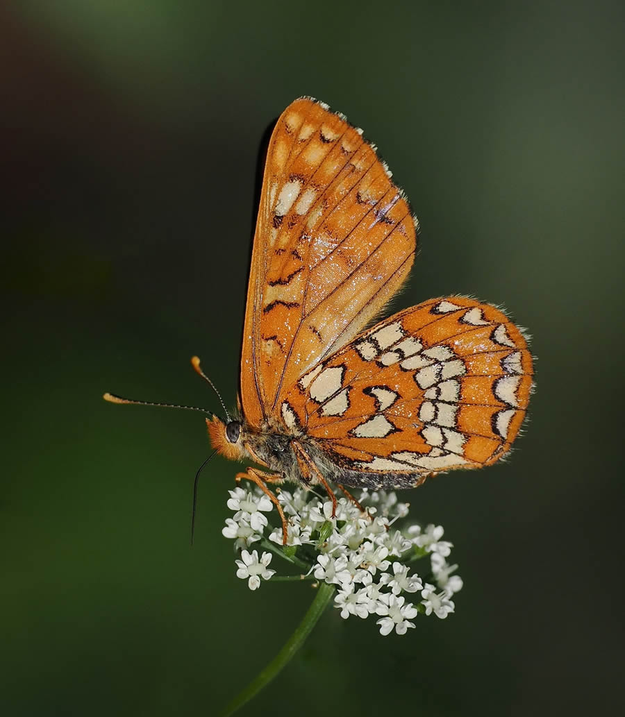 Beautiful Macro Photos Of Butterflies By Tarja