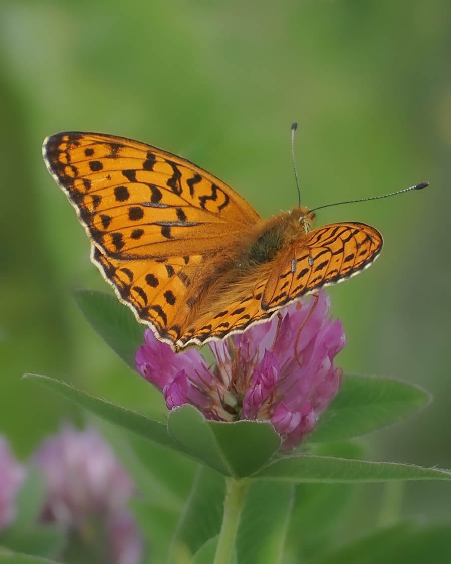 Beautiful Macro Photos Of Butterflies By Tarja