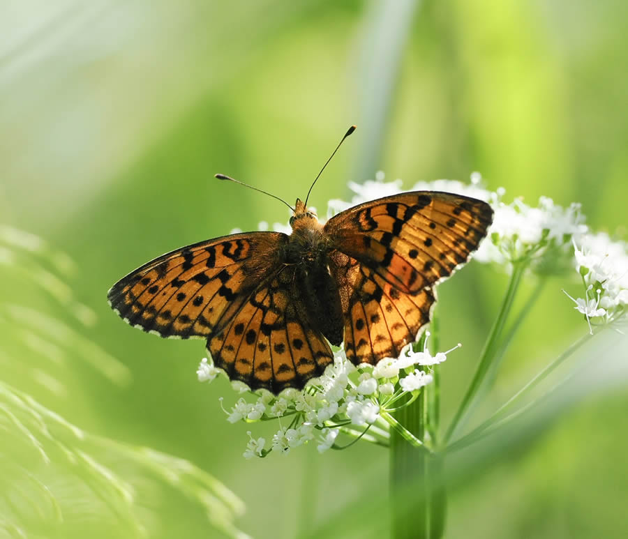 Beautiful Macro Photos Of Butterflies By Tarja