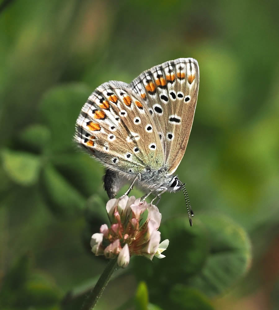 Beautiful Macro Photos Of Butterflies By Tarja