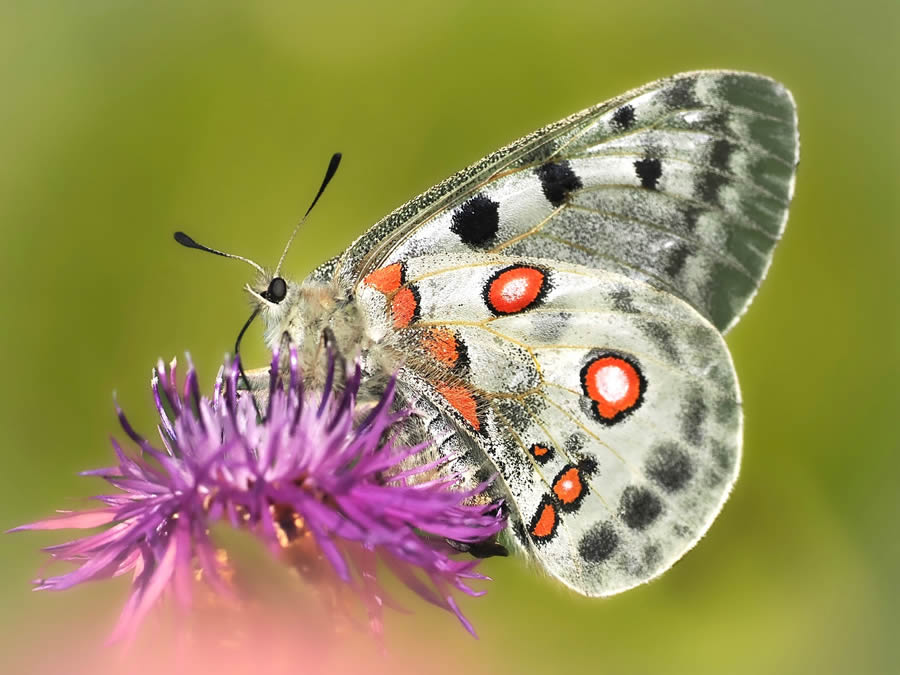 Beautiful Macro Photos Of Butterflies By Tarja