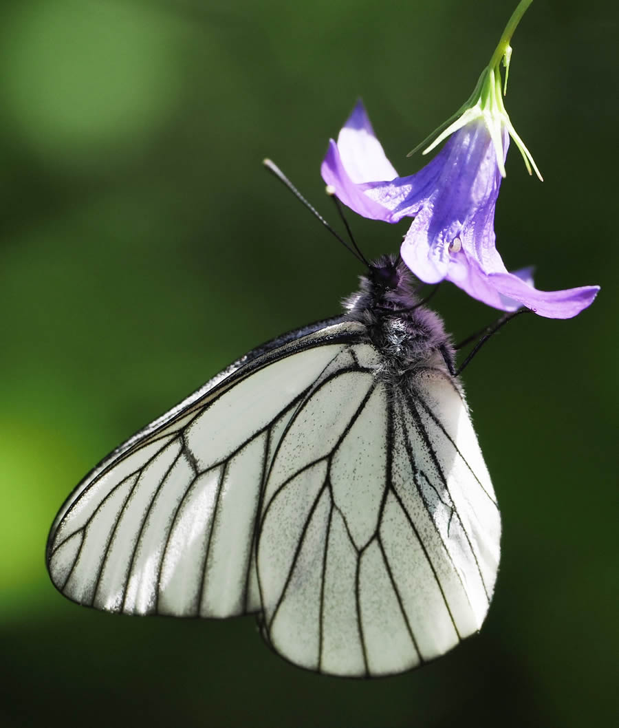 Beautiful Macro Photos Of Butterflies By Tarja