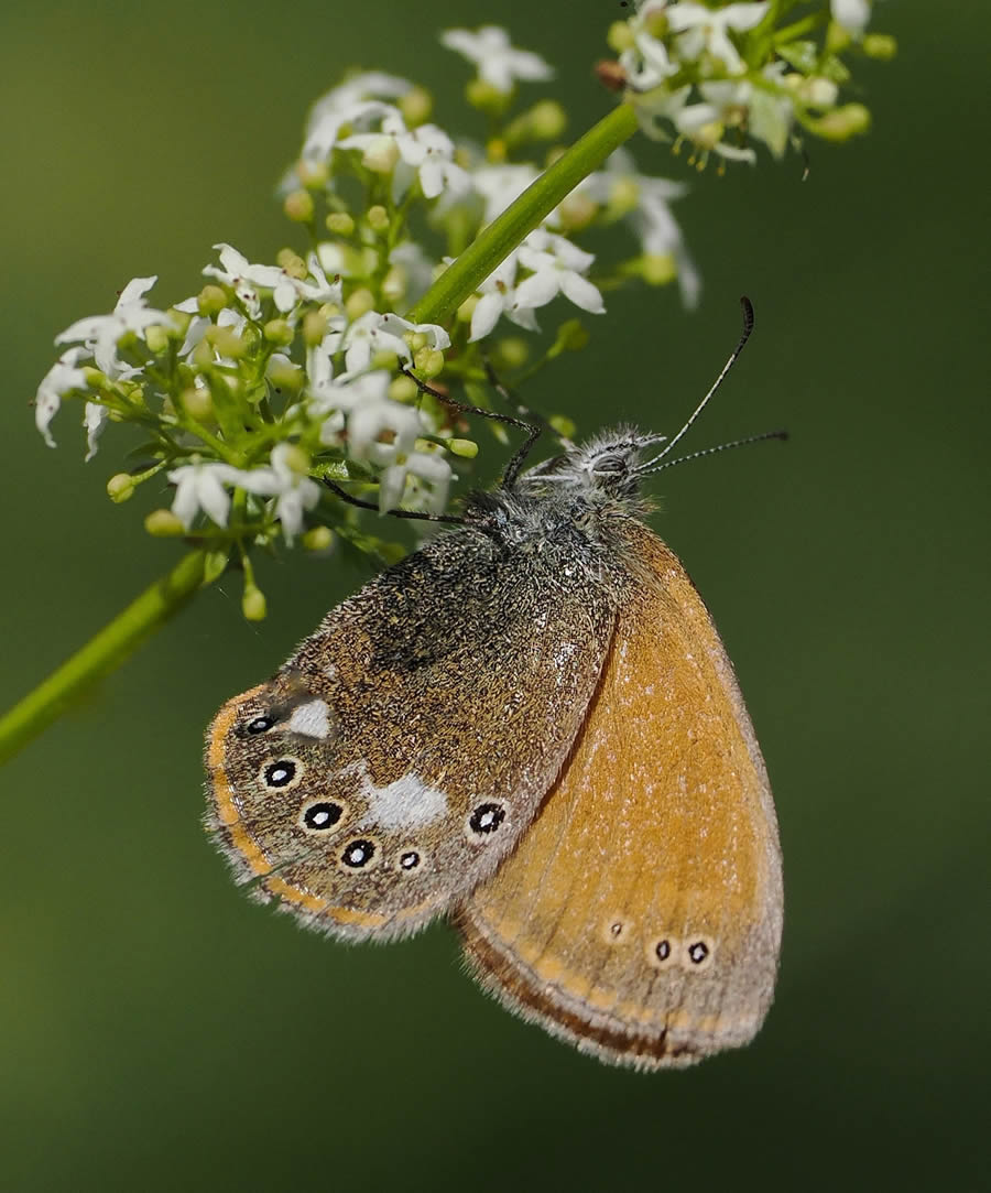 Beautiful Macro Photos Of Butterflies By Tarja