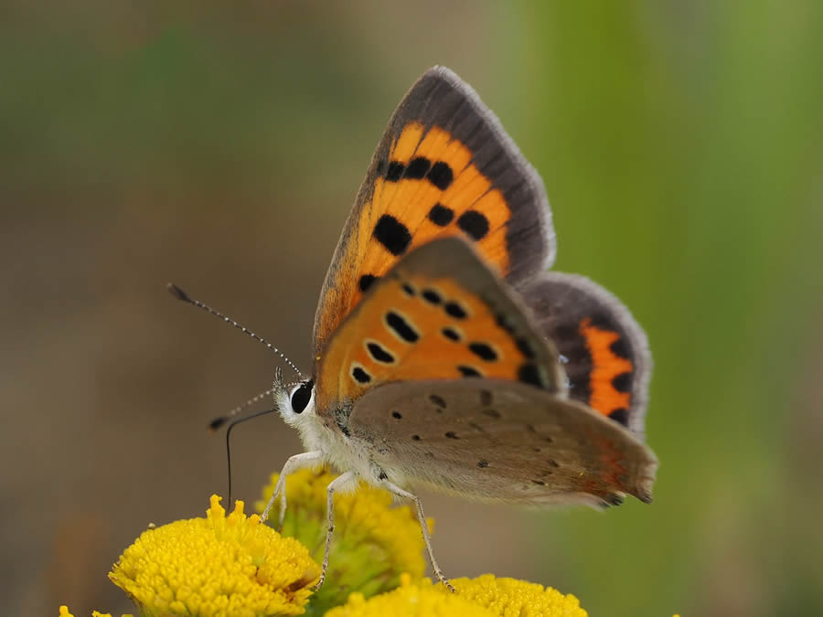 Beautiful Macro Photos Of Butterflies By Tarja