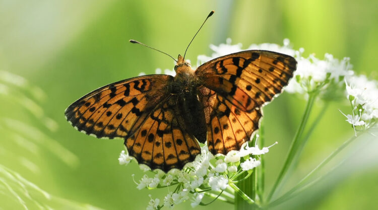 Beautiful Macro Photos Of Butterflies By Tarja