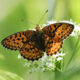 Beautiful Macro Photos Of Butterflies By Tarja