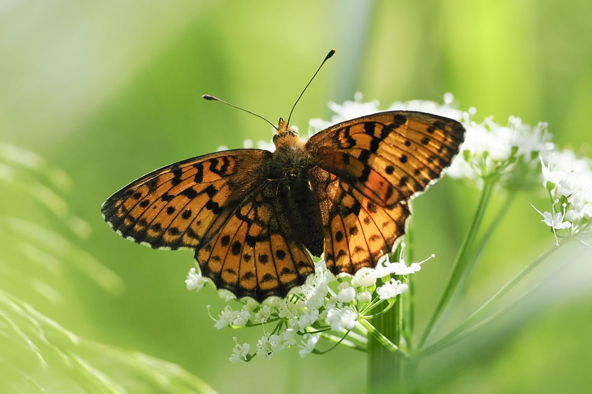 Beautiful Macro Photos Of Butterflies By Tarja