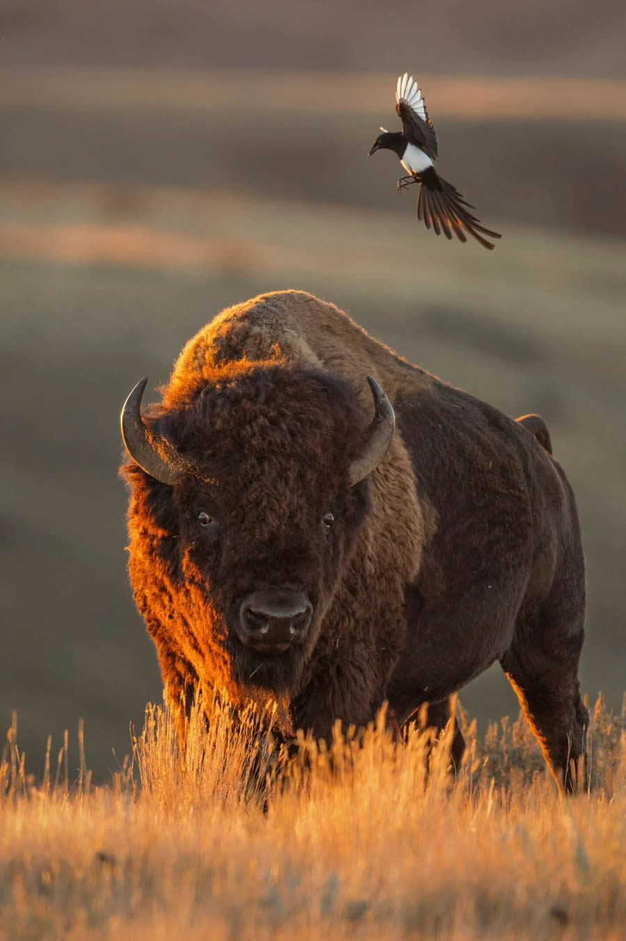 Canadian Wildlife Photography of the Year 2024 Winners