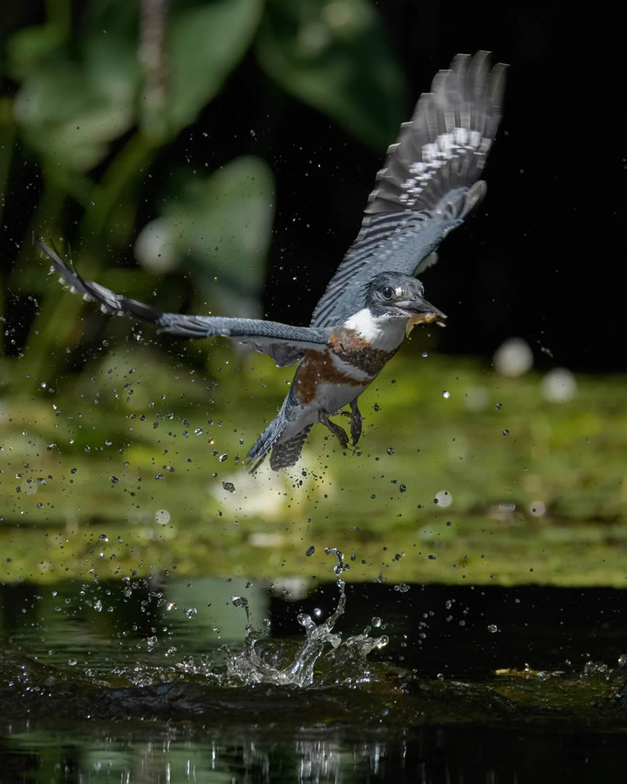 Canadian Wildlife Photography of the Year 2024 Winners