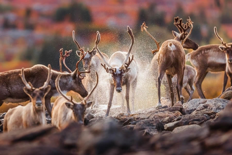 Canadian Wildlife Photography of the Year 2024 Winners