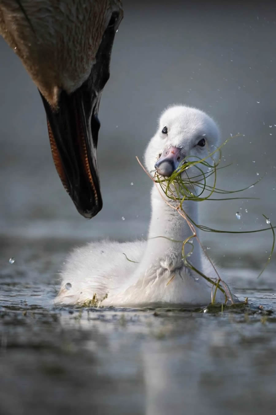 Canadian Wildlife Photography of the Year 2024 Winners