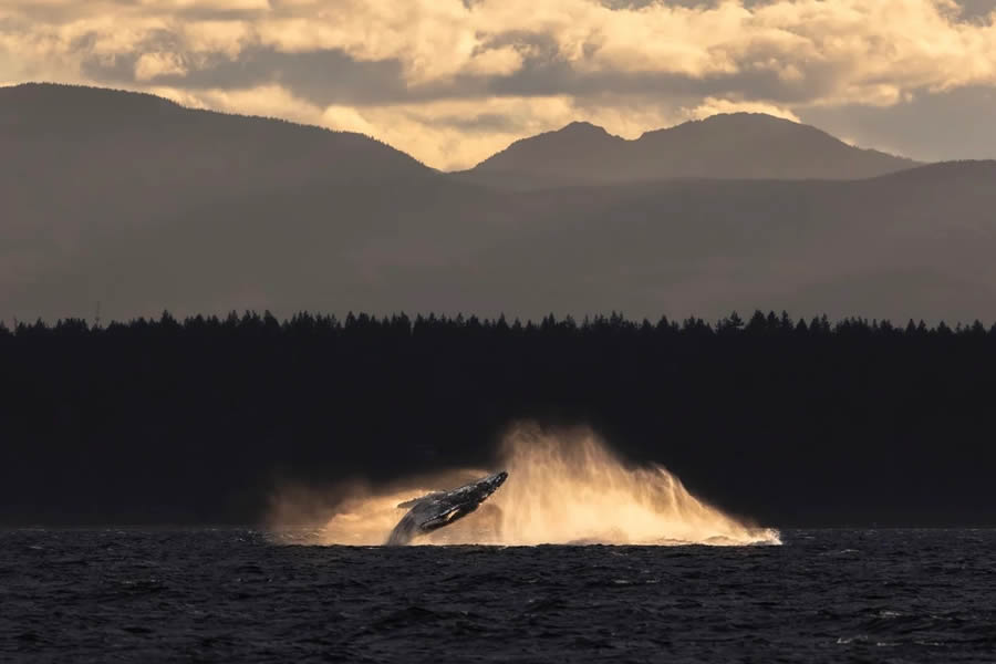 Canadian Wildlife Photography of the Year 2024 Winners