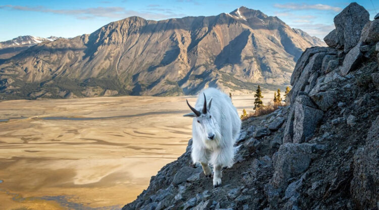 Canadian Wildlife Photography of the Year 2024 Winners