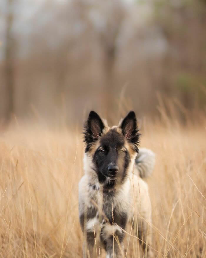 Cute Dog Puppies By Omica