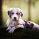 Cute Dog Puppies By Omica