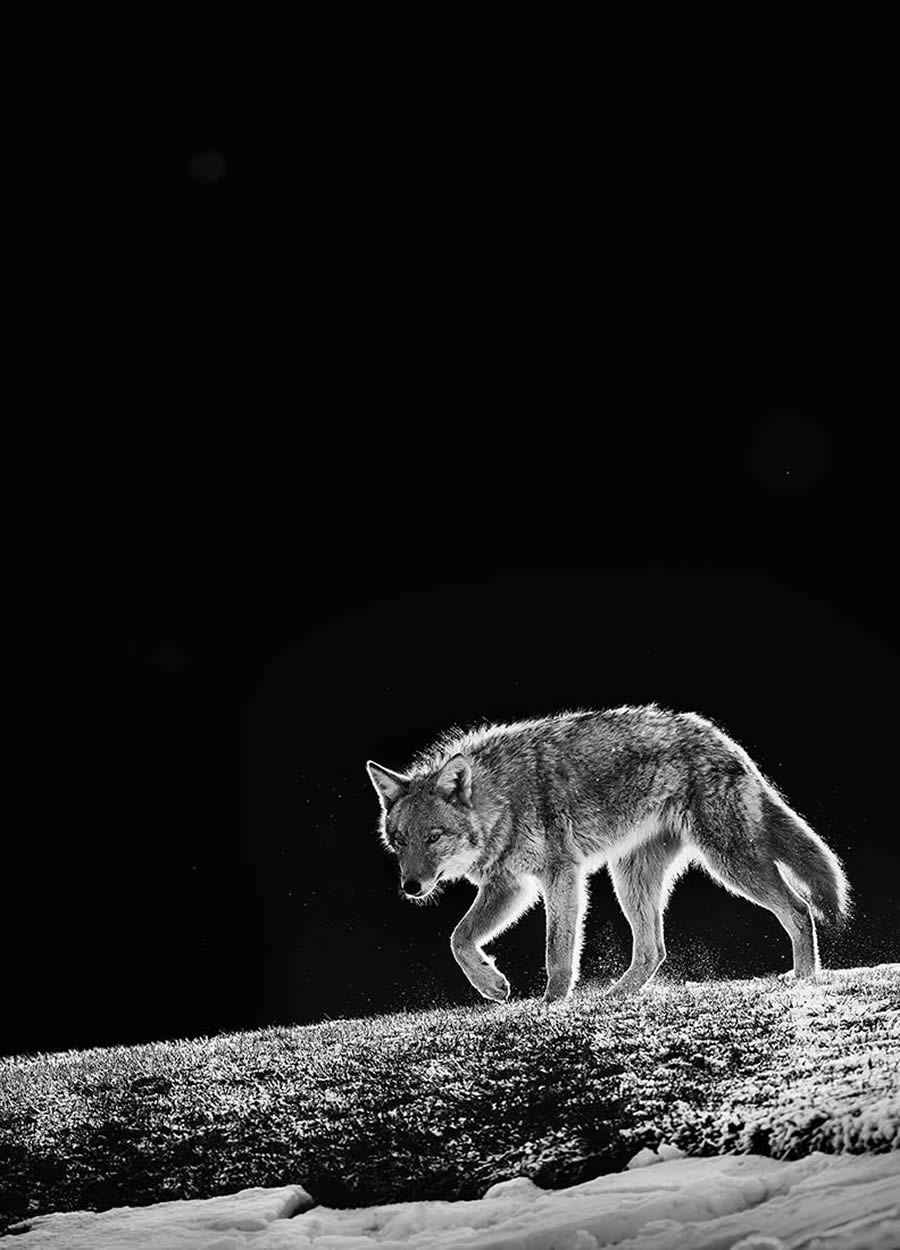 Wildlife Fine Art Photography Awards 2024 Winners