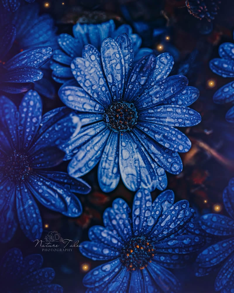 Macro Photography Of Flowers By Elien Van Moerzeke