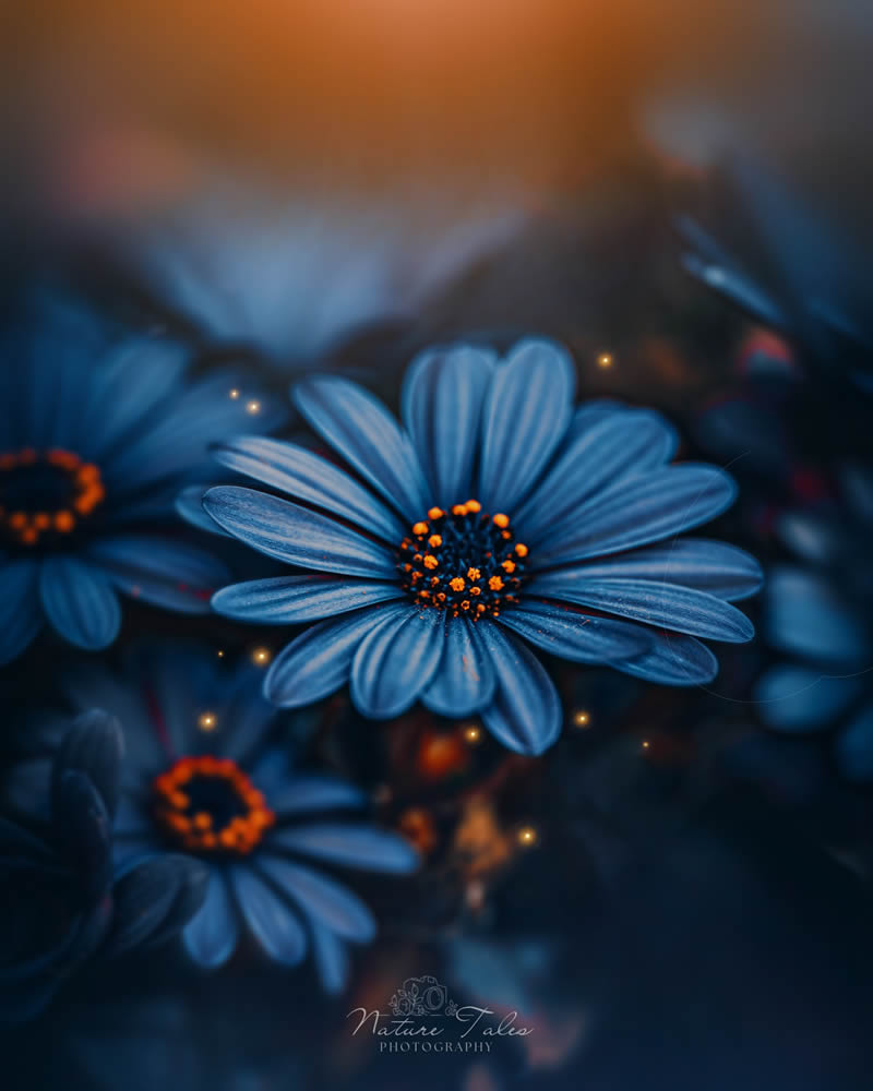 Macro Photography Of Flowers By Elien Van Moerzeke