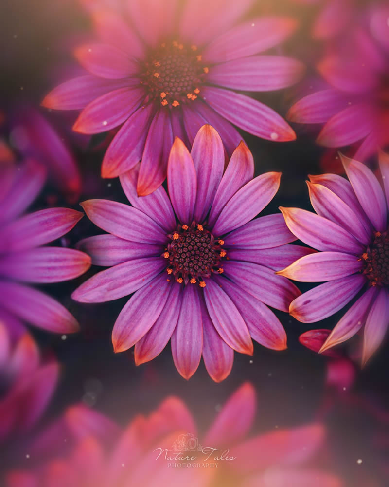 Macro Photography Of Flowers By Elien Van Moerzeke