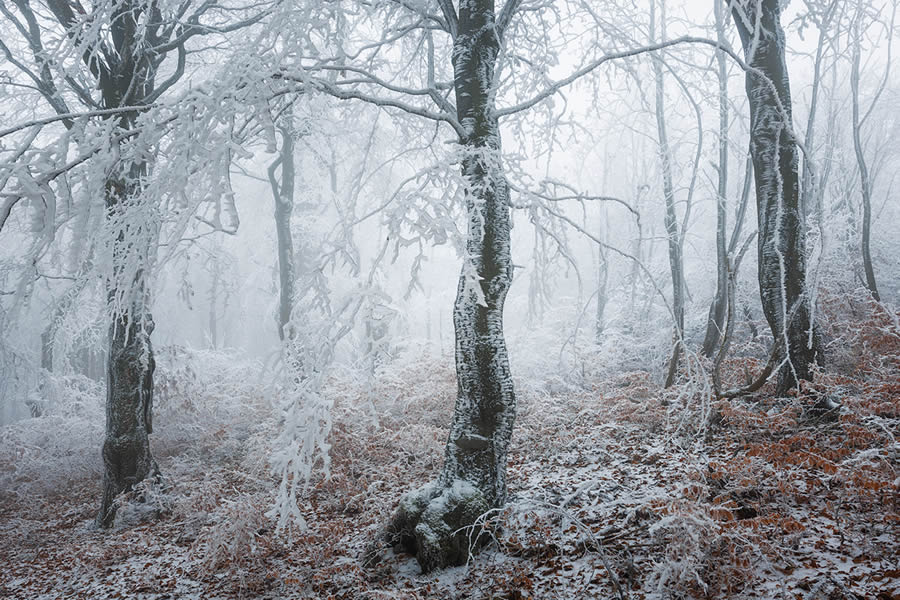 Frozen Forest Beautiful Landscape Photography By Martin Rak