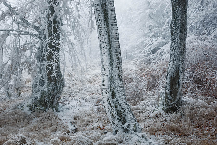 Frozen Forest Beautiful Landscape Photography By Martin Rak