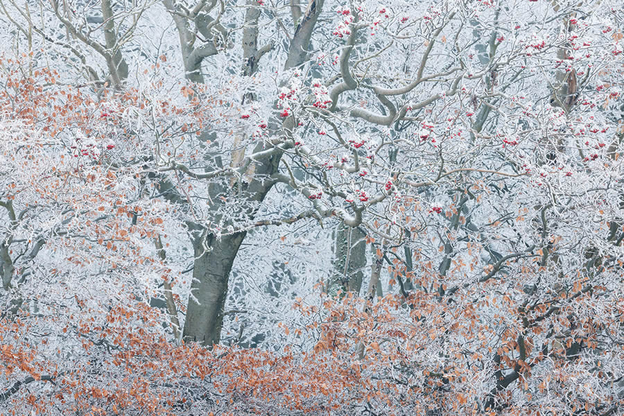 Frozen Forest Beautiful Landscape Photography By Martin Rak