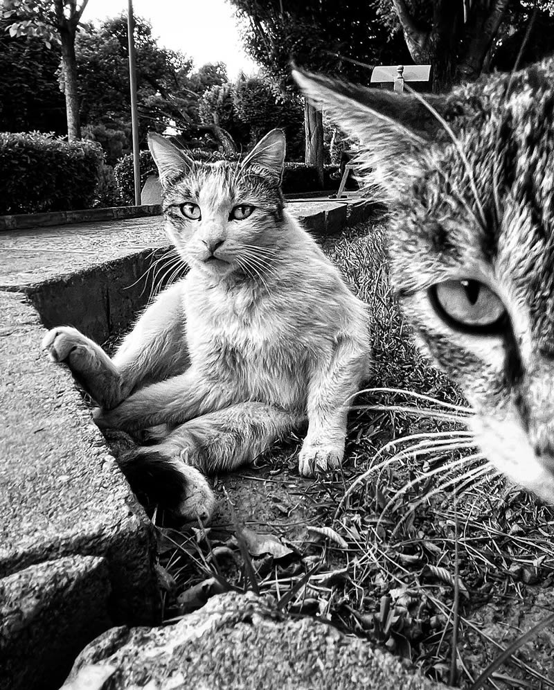 Funny Cat Photos with iPhone By Akbar Mehrinezhad