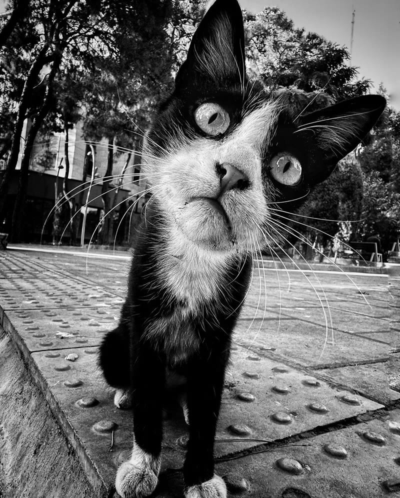 Funny Cat Photos with iPhone By Akbar Mehrinezhad