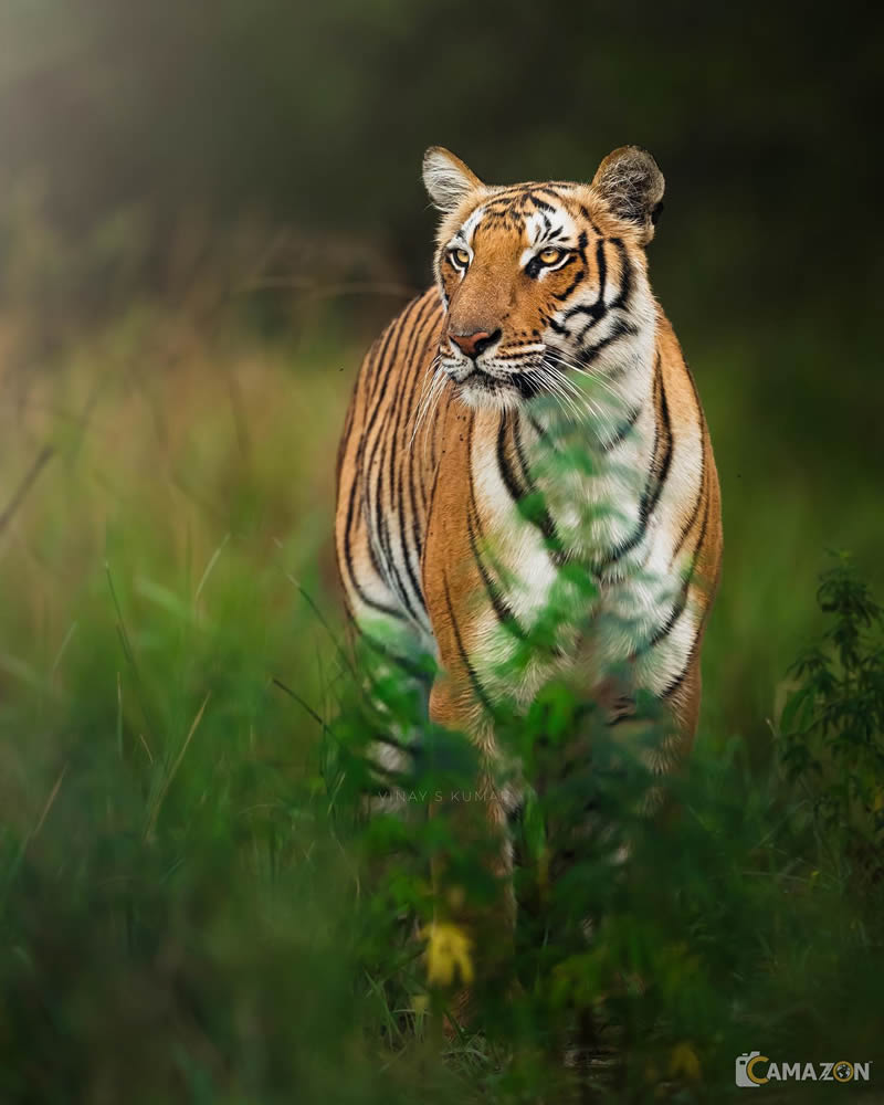 Indian Tiger Photography By Vinay S Kumar